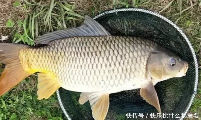 钓法:双钩钓法中,上钩中鱼和下钩中鱼的区别有哪些?是灵、还是顿?