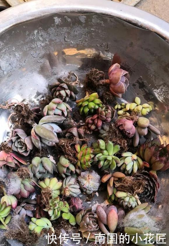 『图片作者』多肉变成白菜价,几毛钱1棵,有的都白送,你买贵了吗?