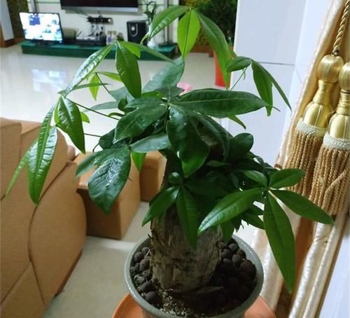  「财运」2种“财运树”，客厅都养一盆，美观又招财，谁见了不心动？