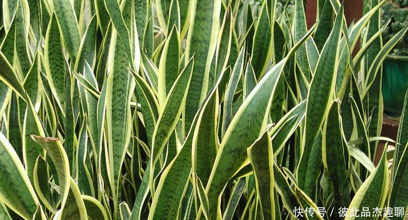 【富有】这3种“金边植物”,有钱人必养!往客厅一摆,难怪越来越富有!