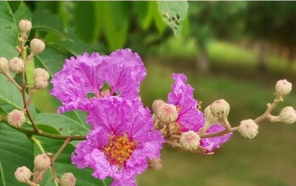  『降血糖』爱上养花，就养大花紫薇百日红，花色艳红香飘幽远，降血糖功效强