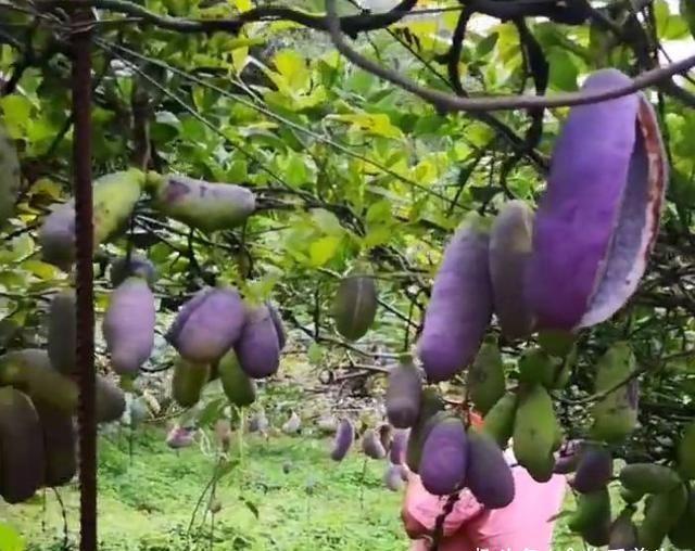  #药食#农村漫山遍野的“它”是一种药食两用的水果，一斤20元需