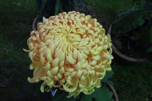  【重瓣水仙】喜欢菊花，就养盆“国华系列”国华倩云，妖娆动人，雍容华贵！
