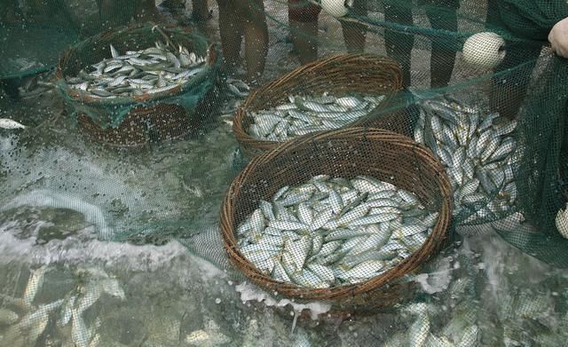  [白条鱼]30年前一捞几十斤，如今却成稀罕货，60元一斤都说奢侈
