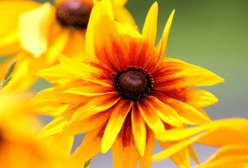 『花苞』养花养这几款,叶片肥厚,花朵清新优雅,花苞突突往外冒