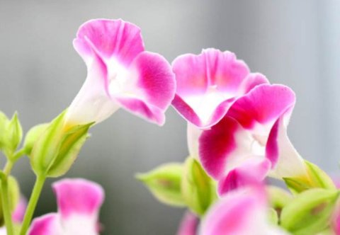 「养盆菊」喜欢养菊花,不妨养盆菊中珍品,娇小玲珑,似龙凤傲游,妖艳妖娆