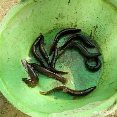  「竹虫」农村即将消失的野味，你吃过几个？