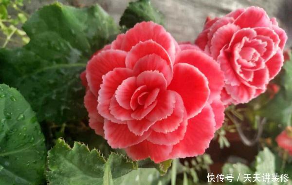「漂亮」花卉中的“另类”,一蒂两花、一雌一雄,既像牡丹又像茶花