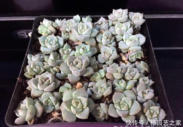  「经典」经典到不行的多肉植物,看看你家阳台有没有