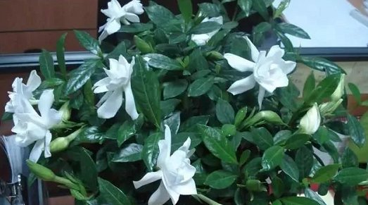  『开出更多』栀子花最爱这种“水”，每周用一次，叶子油亮花满枝，轻松爆盆