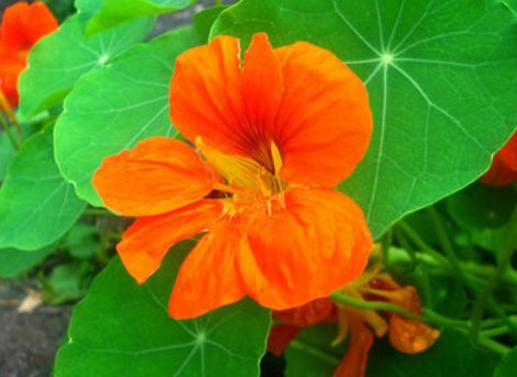  『适合』在家养这些花朵，净化空气效果贼棒，好养易活，很适合新手