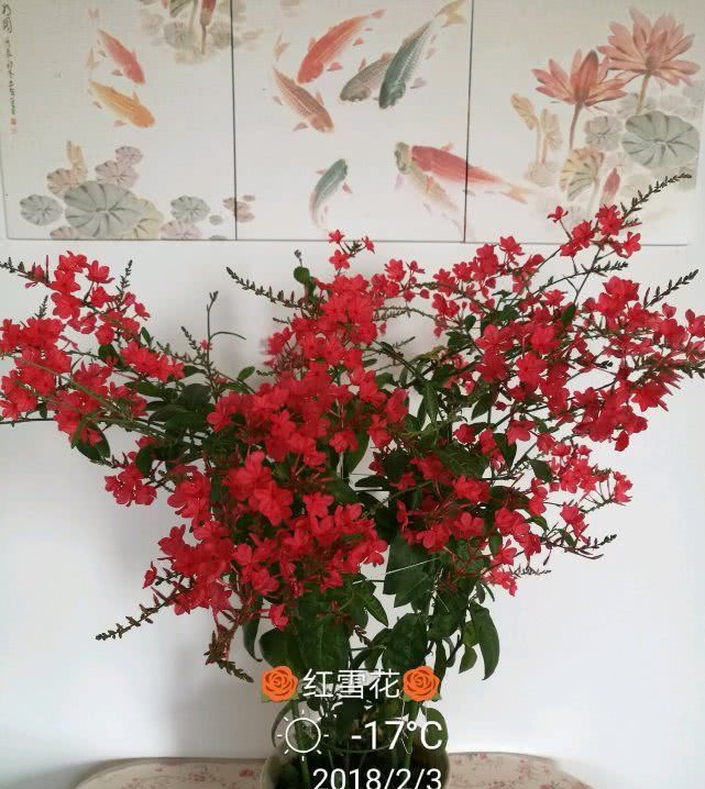 #耐寒#此木本植物插枝就能活，花期超长又耐寒，花开“红红火火”很喜庆！