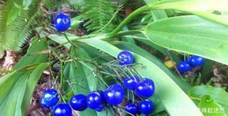 农村这种野果,爷爷说“只能看不可触碰”在民间是独特的珍贵药材