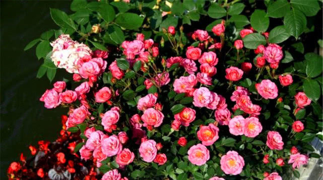  『花卉植物』立夏阶段“花怕热”，种上8种“耐夏花”，都比太阳花美、还好养