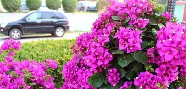  『根部吸收』夏季赏花选三角梅，管理掌握5个小技巧，盆盆月月花开不停