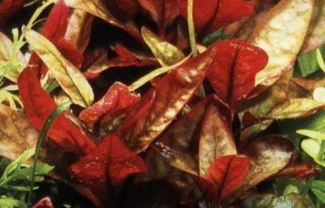  一大■比铜钱草好看的花，7天爆满一大缸，多到家里堆不下