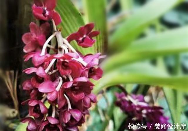  「冬天」开花像狐狸尾巴一样的兰花，盆栽冬天正是花期，这样养花多色艳