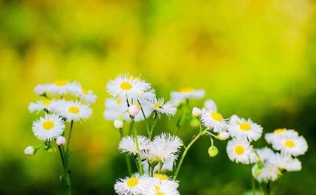  「春天」野菊花也有春天，一年蓬，可能是这个季节里最为常见最蓬勃的野花