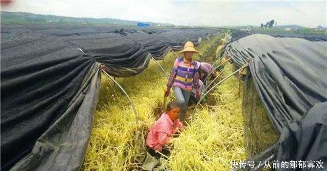 农民利用大棚种它，亩产2000斤，市价每斤十元