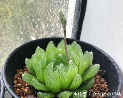 难养■多肉玉露叶片干瘪就是死了,我信了你个鬼,玉露养好难养死更难