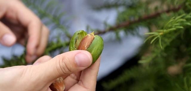  香榧|什么树这么值钱？农民种树摘果，一棵值400多块钱，炒熟的
