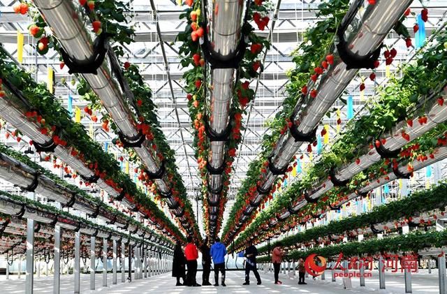  「草莓」河南夏邑：草莓空中挂 游人禾下行