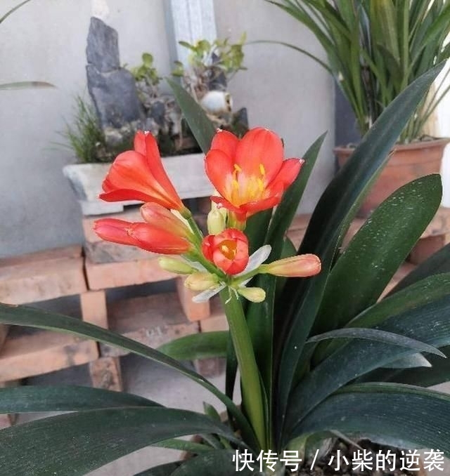 [花钱]农村大哥，专门挖这种土养花，不花钱开花真旺！