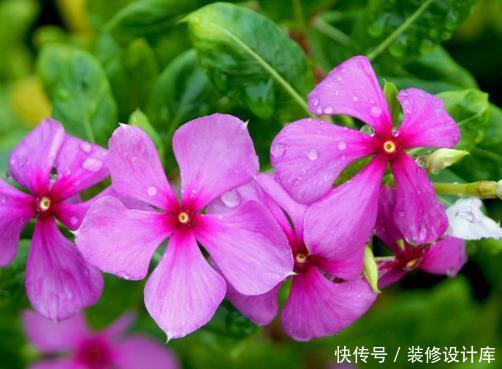  『特别』4种盆栽一年四季都开花，养在家中花不断，枝叶茂盛，大饱眼福