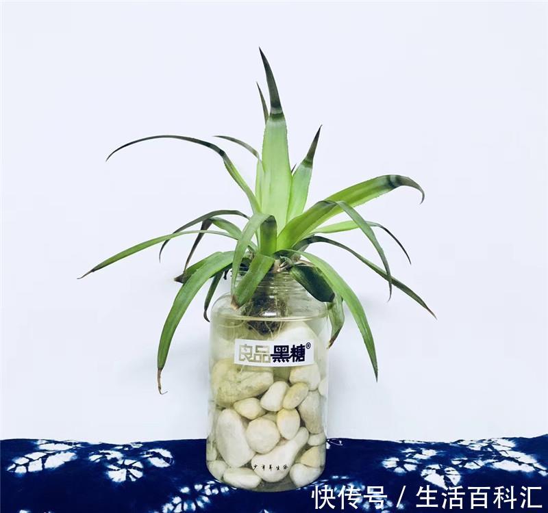 『遇水』“菠萝盆栽”小实验:遇水就活,一下多了5盆花,不要钱的!