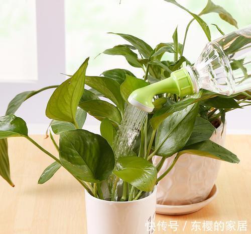 『烂叶烂心』养花不能乱喷水，这几种花乱喷水就死翘翘，切记不能烂叶烂心