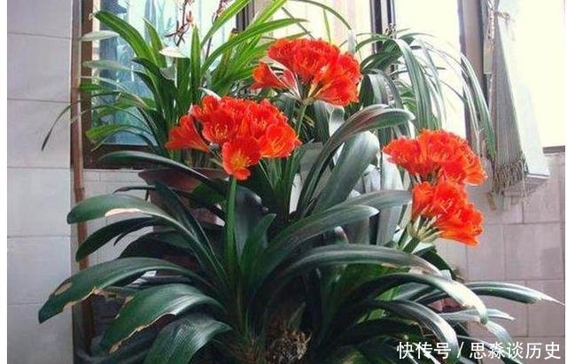  「阿司匹林」君子兰不开花教你这样浇水，君子兰健壮不烂根，开花爆盆不是梦