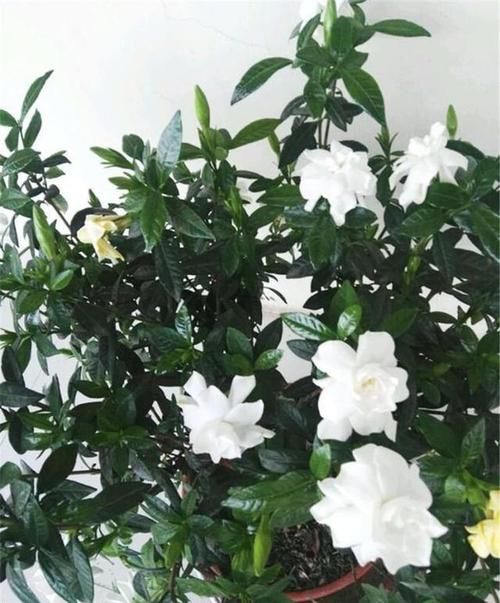 「栀子花」栀子花不开花?怕啥,顺着“暴脾气”,随后爆花苞,一茬又一茬