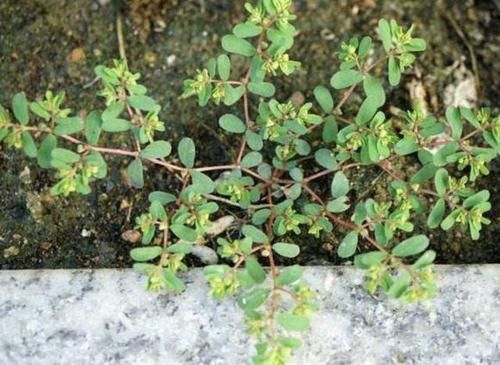 『人称』农地里，1种杂草奇特，枝条像“蜈蚣”，人称“千根草”，珍贵！