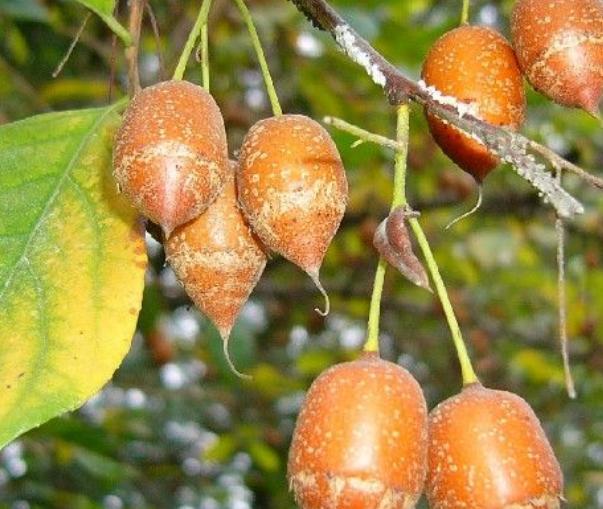 这种树木，果子形状像陀螺，如今很少见，如果遇到请好好保护！