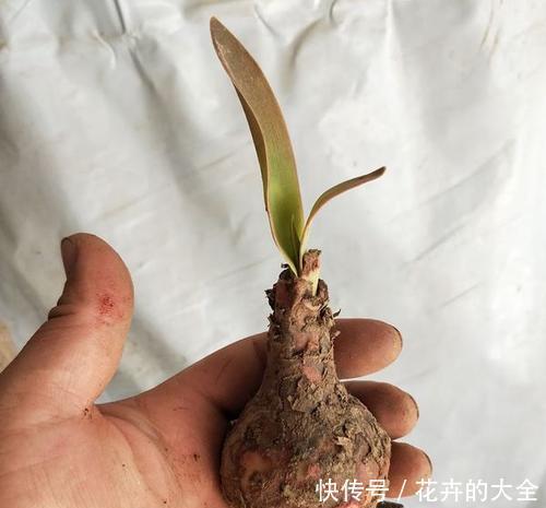  大妈|大姐买了个“种球”，邻居大妈看了就笑话，后来开出美翻天的花