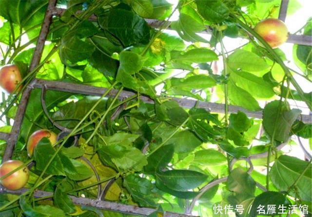  『盆栽』百香果盆栽“难结果”？那是没拿剪刀“修”，剪几刀，果子连着挂