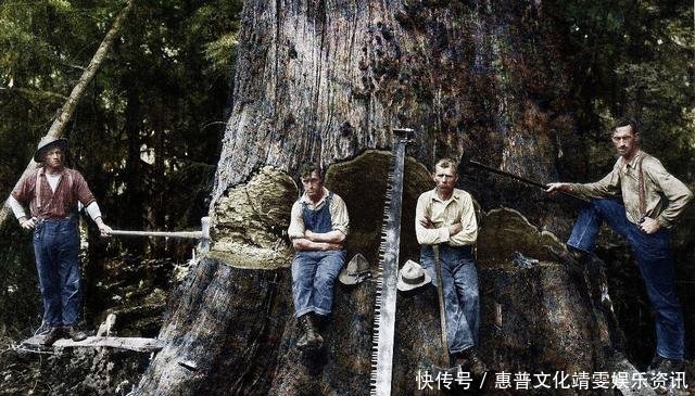「伐木」直击百年前美国人伐木千年古树被粗暴砍倒,巨树面前人类太渺小