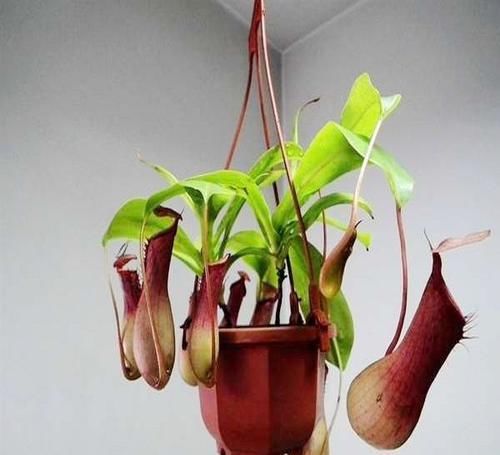  猪笼草■猪笼草能扑捉蚊虫，它是植物还是动物，猪笼草如何养护？