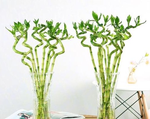  金钱树：家养4种绿植自带“贵气”，栽进花盆造景，高档大气，旺运招财