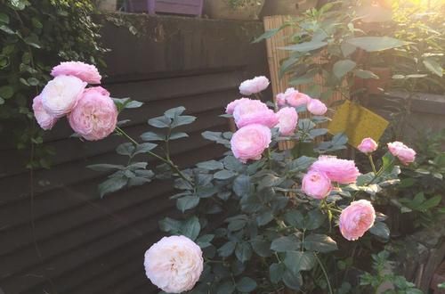  【口红花】养花就养一花多色的“康斯坦茨”，花香浓郁，多季重复开花