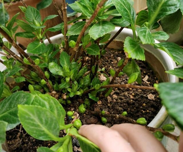  『剪掉』好气人，有花友嫌弃绣球花长新芽多，太一厢情愿，不顾绣球花感受