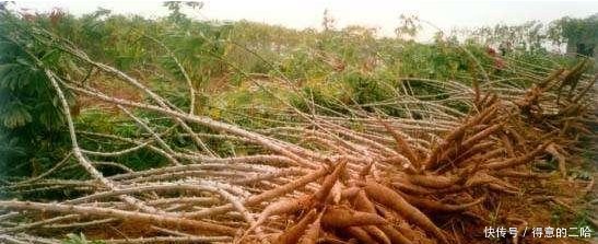 它被称“全球最丰产作物”，为啥种的人少每亩5吨不是问题