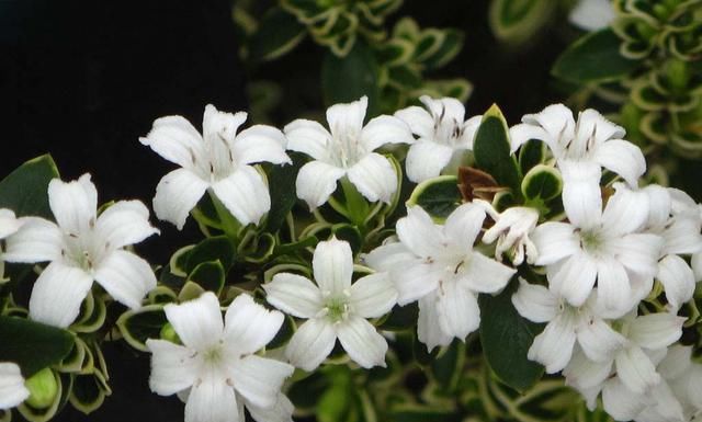  『六月』六月就该养这种话，开花比栀子花都美丽！