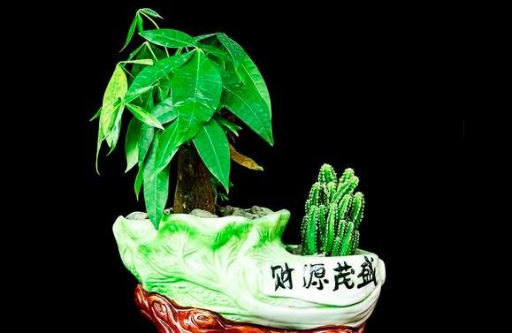  家里@家里养的几款花不要随便轻易送人，了解后，有助于你的财运