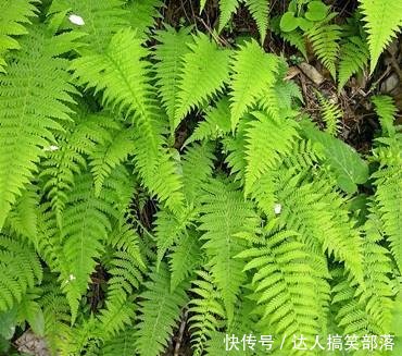 农村这些叫不出名的野草，殊不知，这么珍贵