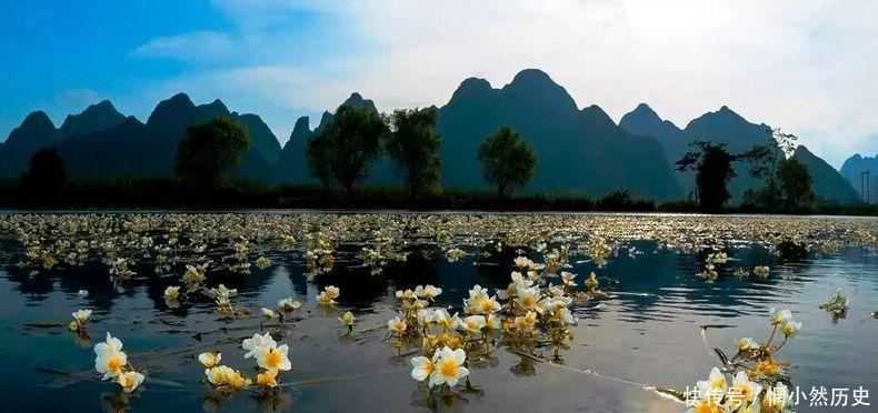 广西有一条会开花的河流, 外地人惊为奇景, 当地人却用这花做菜,