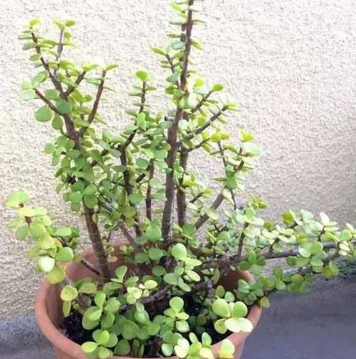  「盆栽」盆栽马齿苋树越修剪长得越好，甚至还可养成盆景