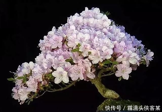  [栽种盆景]玩盆景，已成为当下追求高品质生活的一股潮流