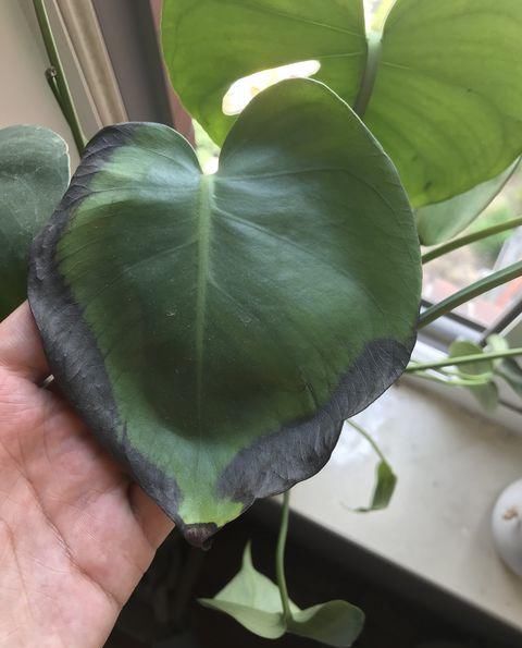  「养护」龟背竹烂根和晒伤的区别，晒伤换个位置，喝点啤酒，叶绿油比盆大