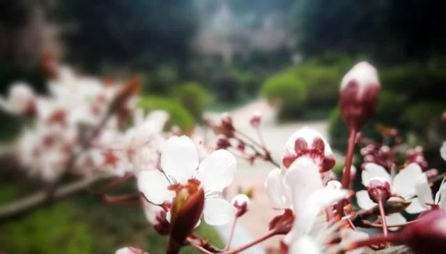 “夜疑关山月,晓似沙场雪”,我借诗意将皑皑李花拍【推荐周边游】